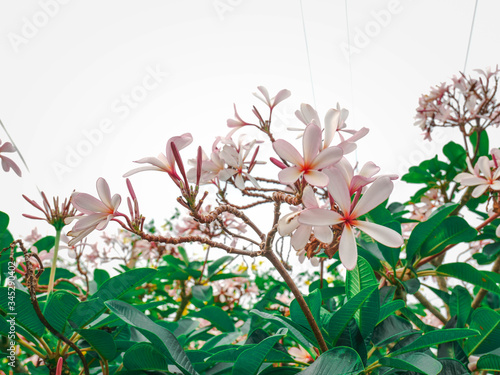 Beautiful white plumeria flowers