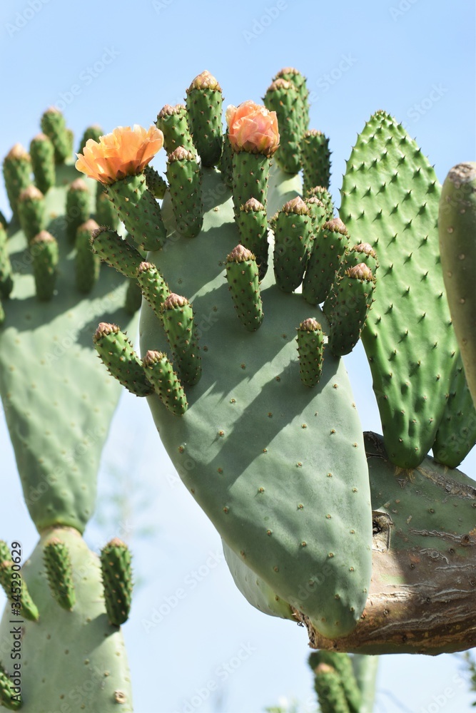 Big Orange flowering cactus background Big Orange flowering cactus background