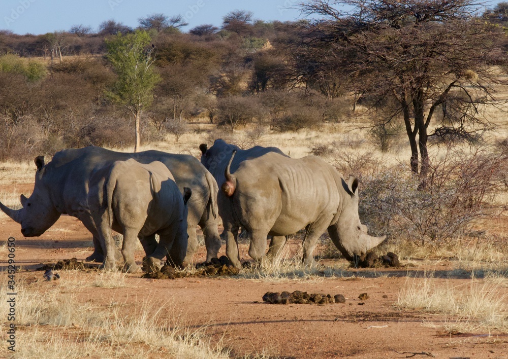 Obraz premium Etosha Park wildlife