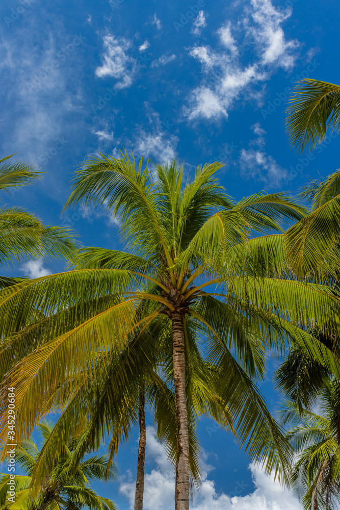 Tall coconut palm trees with a blue sky background on a beautiful tropical beach Tall coconut palm trees with a blue sky background on a beautiful tropical beach