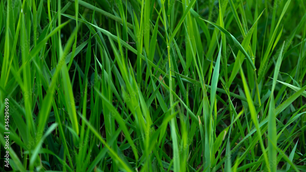 Fototapeta premium wiosenna świeża trawa