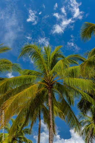 Tall coconut palm trees with a blue sky background on a beautiful tropical beach