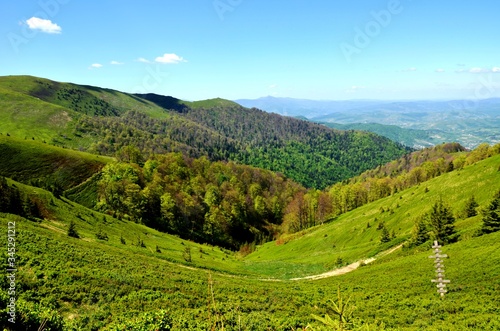 Borzhava, Volovets'kyi district, Zakarpatska Oblast, Ukraine.05/09/2018. Beautiful green slopes of the Carpathian Mountains, Fir trees on background of Blue sky. Ukrainian mountain landscape in May