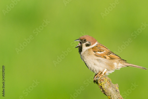 House Sparrow (Passer domesticus) and green background