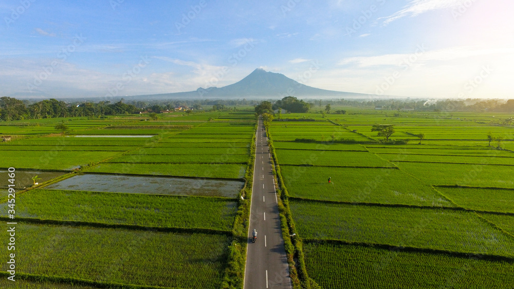 Landscape Indonesia Yogyakarta, Aerial agriculture in rice fields Merapi mountain view in the morning
