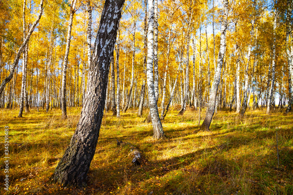 Fototapeta premium Birch forest in the fall.