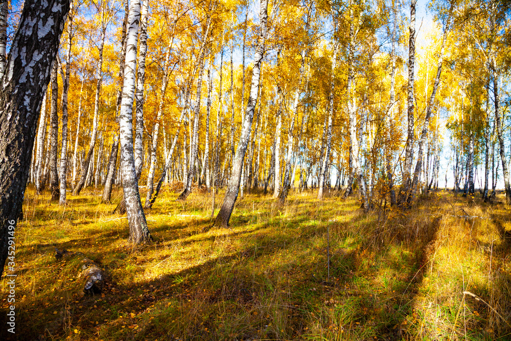 Obraz premium Birch forest in the fall.