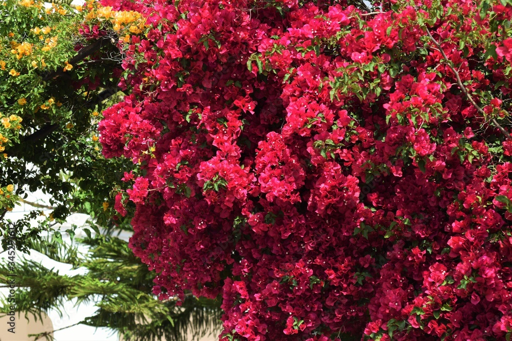 Bougainvillea. Red bougainvillea flowers background. Bougainvillea. Red bougainvillea flowers background.
