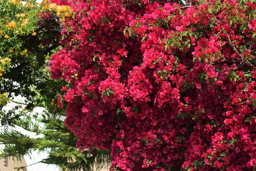 Fototapeta Naklejka Na Ścianę i Meble -  Bougainvillea. Red bougainvillea flowers background.