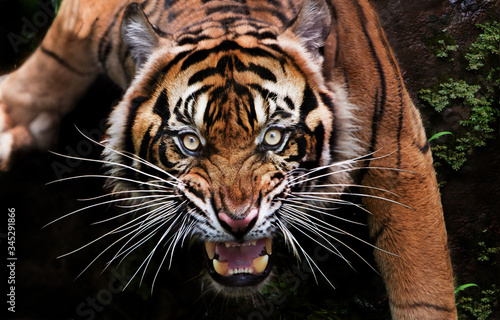Fotobehang portrait of a tiger
