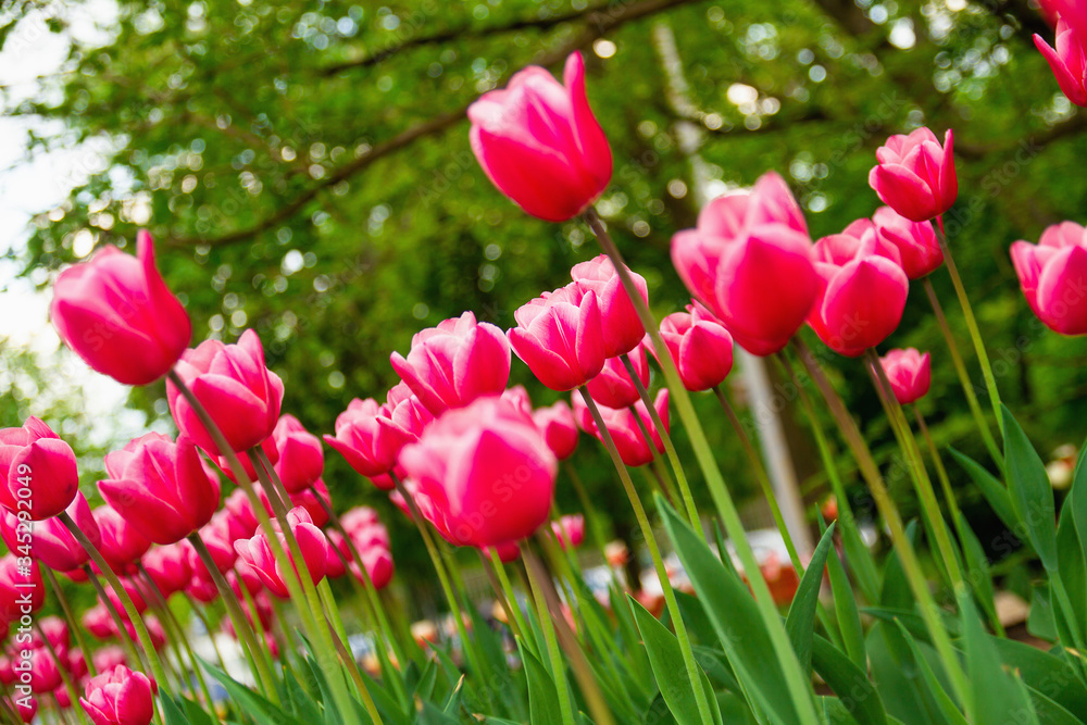 Pink tulips on the lawn in spring. Selective focus