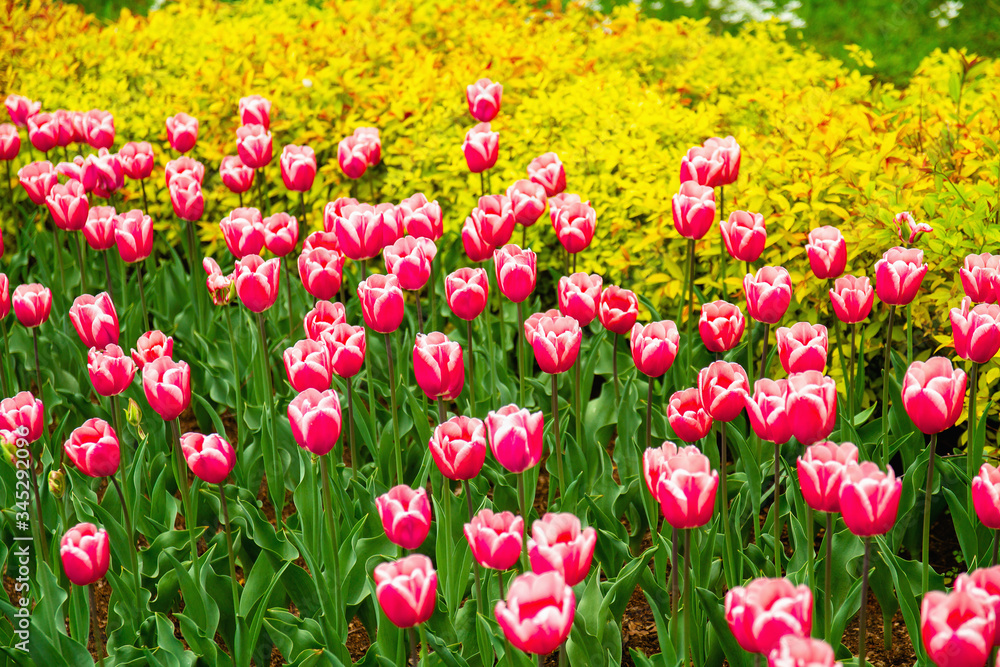 Fototapeta premium Pink tulips on the lawn in spring. Selective focus