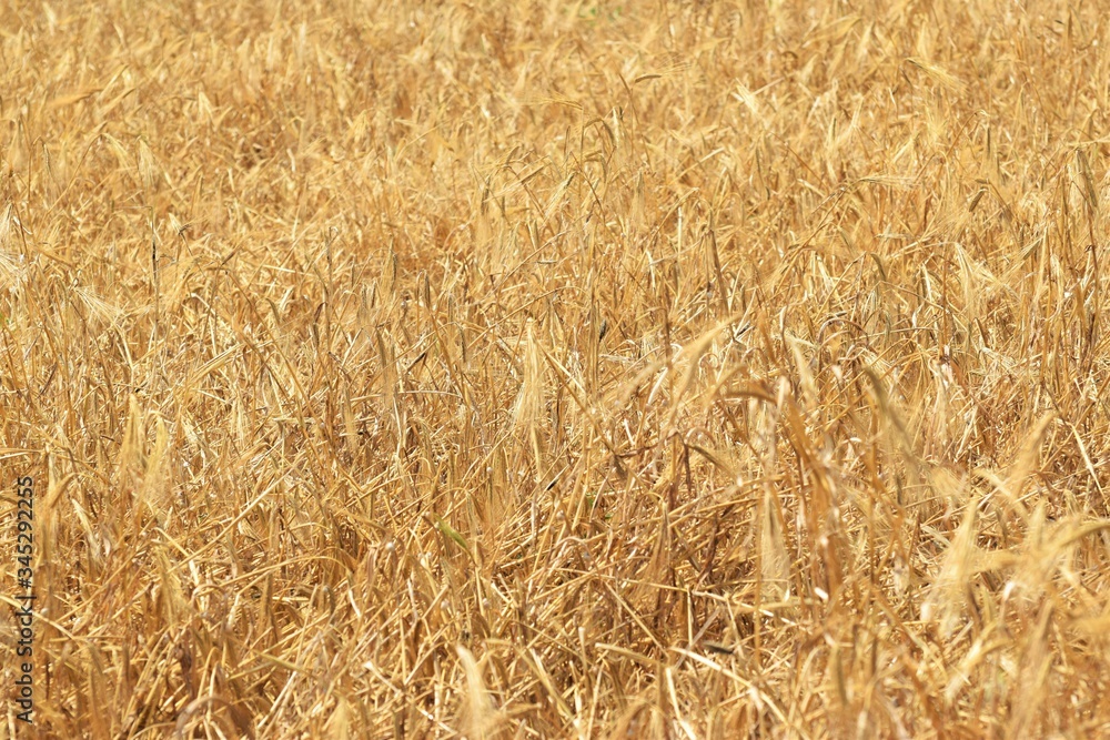 Wheat field. Background of ripening ears of wheat Wheat field. Background of ripening ears of wheat