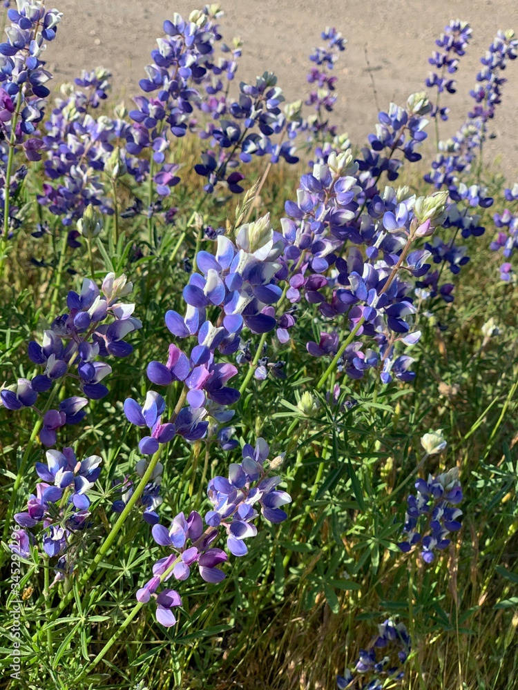 Naklejka premium flowers of lavender