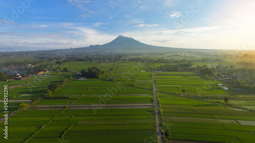 Landscape Indonesia Yogyakarta, Aerial agriculture in rice fields Merapi mountain view in the morning 
