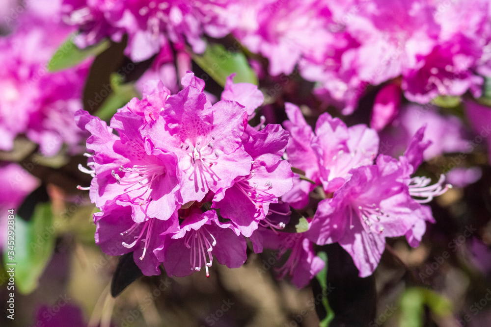 Pink rhododendron blossoms with a beautiful blur. Rhododendron hybridum. Pink rhododendron blossoms with a beautiful blur. Rhododendron hybridum.