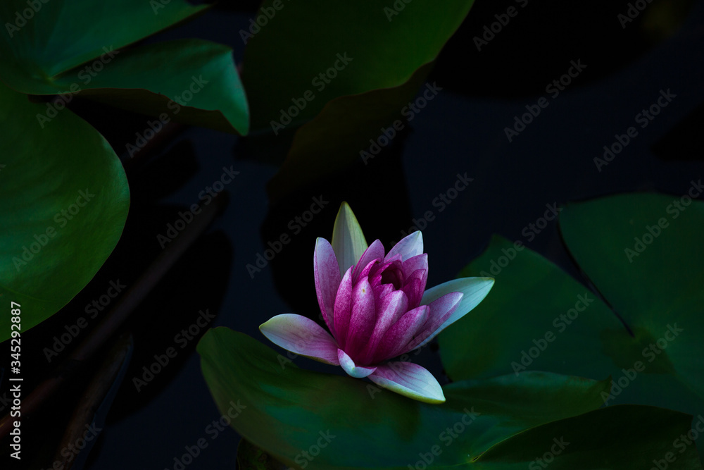 Lotus flower in a pond 