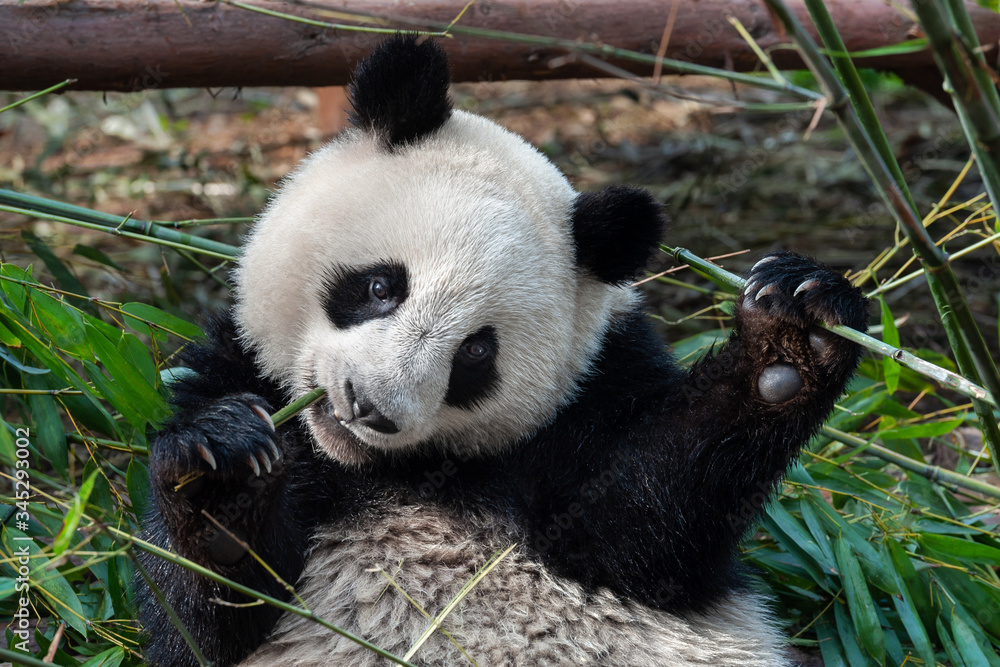 Obraz premium Panda bear eating bamboo