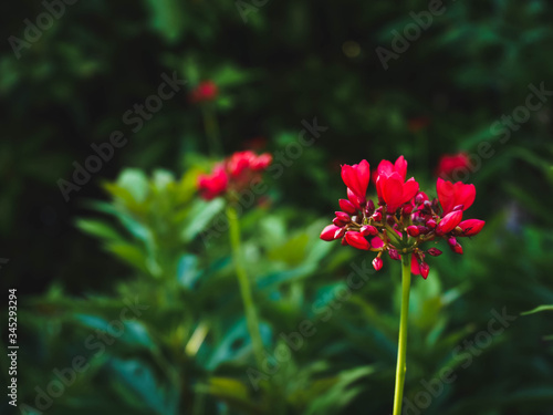 Red flowers with the light of the sun shining