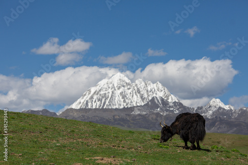 Yak on a snow-capped peak.  China Sichuan, Yala Mountain