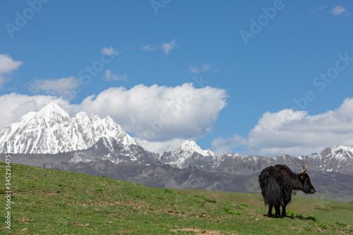 Yak in himalaya mounatains
