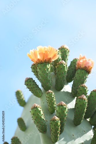 Big Orange flowering cactus background