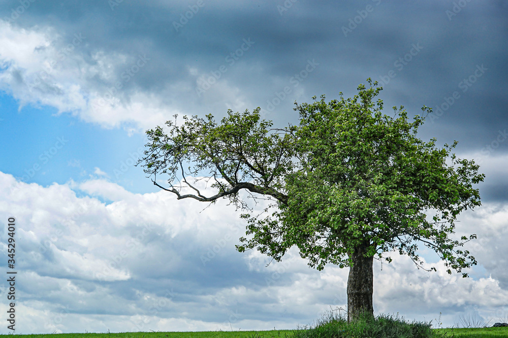 Obraz premium Alter Apfelbaum