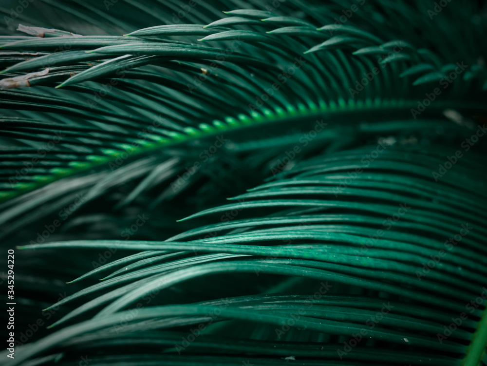 Spiky green leaves Spiky green leaves