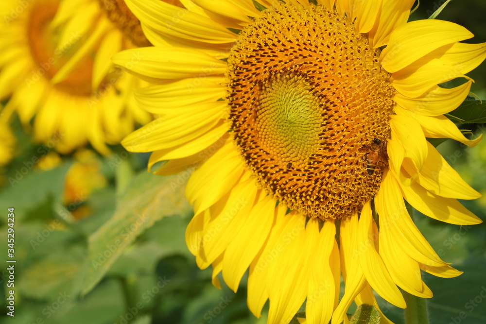 bee on sunflower pollen bee on sunflower pollen