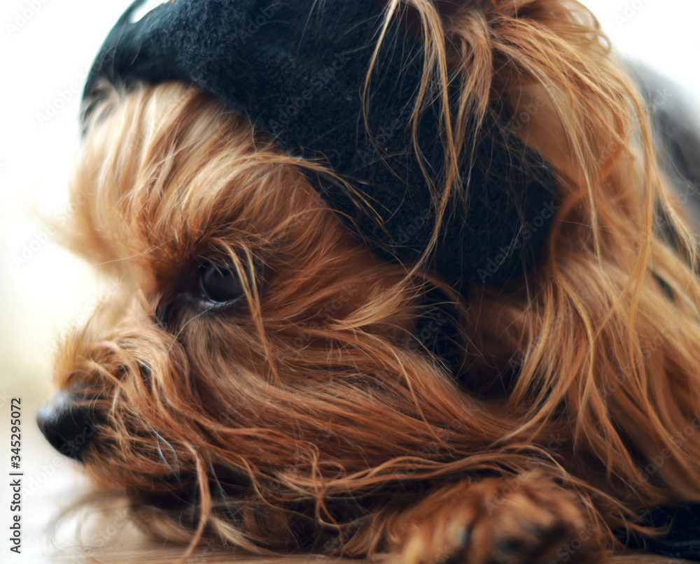 Dog puppy close-up on a postcard, Yorkshire terrier lies on a wooden floor in a black hat, portrait with place for text Dog puppy close-up on a postcard, Yorkshire terrier lies on a wooden floor in a black hat, portrait with place for text
