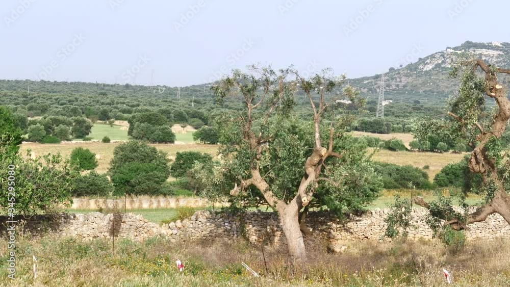 Montalbano (Fasano - Puglia - Italy) Panoramic view to rural landscape with wheat field, hill and trees at sunset Montalbano (Fasano - Puglia - Italy) Panoramic view to rural landscape with wheat field, hill and trees at sunset