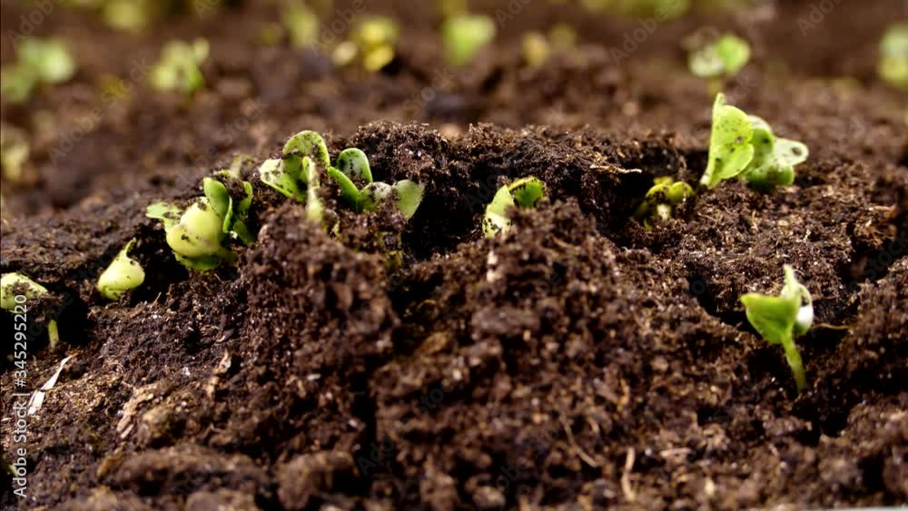 A green sprout climbs out through the crust of the soil. The beginning of plant life and spring. New life. Agricultural business. Microgreen and seedlings. Germinated seed. A green sprout climbs out through the crust of the soil. The beginning of plant life and spring. New life. Agricultural business. Microgreen and seedlings. Germinated seed.