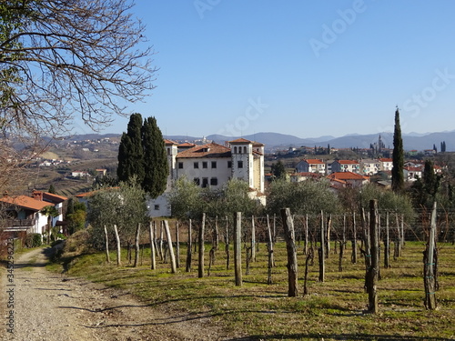 vineyard in slovenia