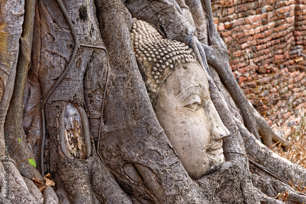 Large stone Buddha head in fig tree roots - Ayutthaya City Large stone Buddha head in fig tree roots - Ayutthaya City