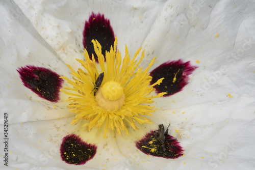 Tableau sur toile Cistus ladanifer gum rockrose laudanum brown eyed rockrose medium-sized plant wi