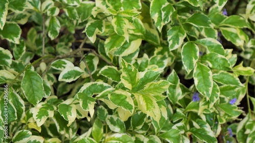 beautiful  bunch of  green and white leafs 