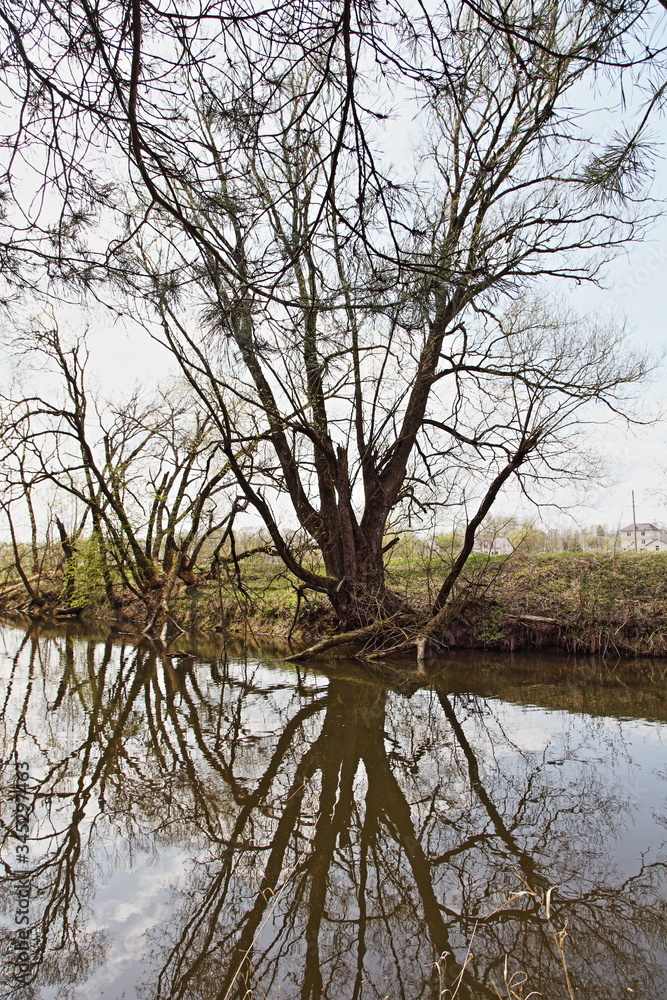 Beautiful bare tree brnches on shore and reflection in calm water of ittle forest rivulet at spring day, outdoor scenery nature landscape