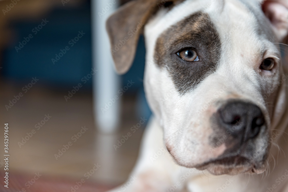 A young bull type dog. Head closeup. White puppy with eye patch.