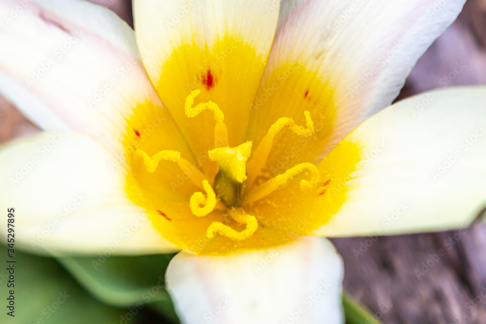 Yellow and White Tulip Yellow and White Tulip