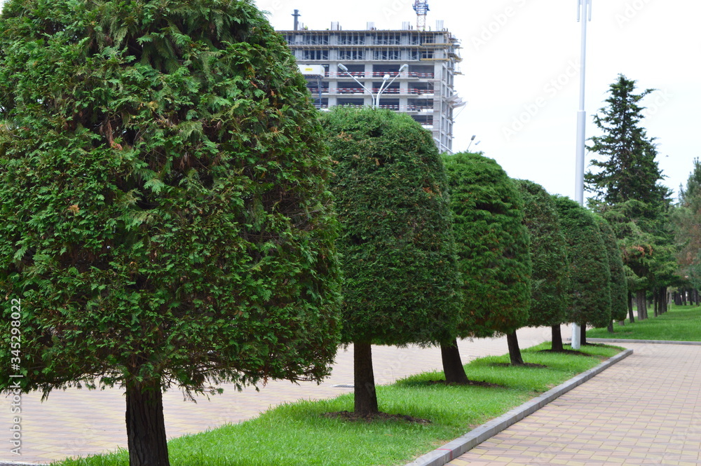 Fototapeta premium city park in the Batumi