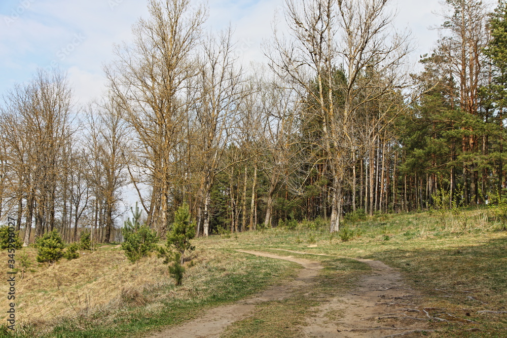 Beautiful dry rural road on the forest edge with bare trees at spring Sunny day, natural landscape Beautiful dry rural road on the forest edge with bare trees at spring Sunny day, natural landscape