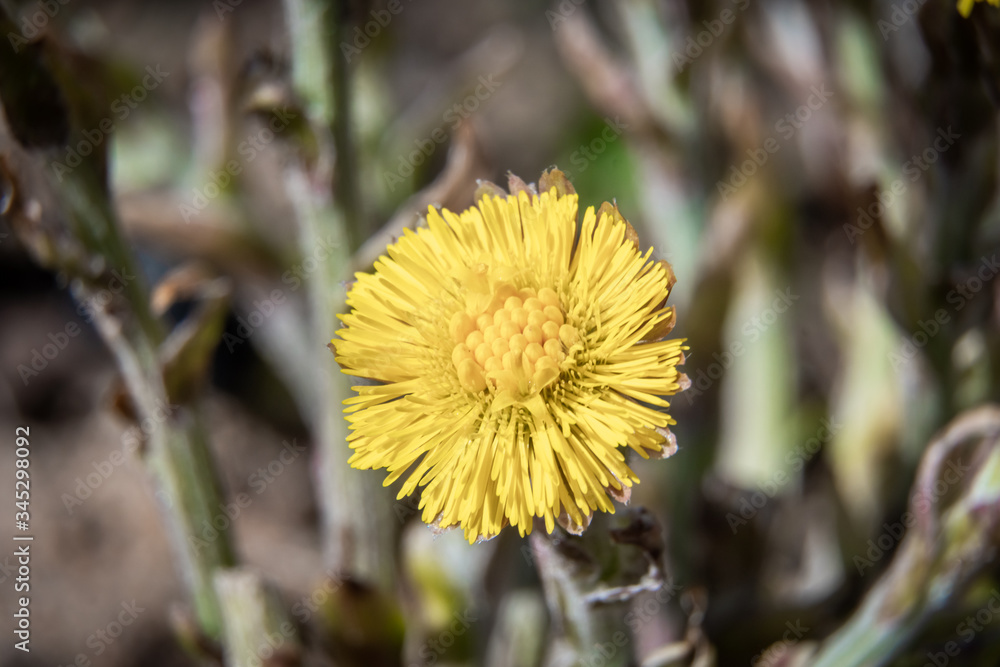 Yellow mother-and-stepmother flowers appeared in city parks and squares during the spring awakening. Yellow mother-and-stepmother flowers appeared in city parks and squares during the spring awakening.