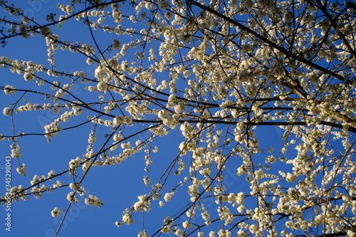 Blossoms in Sendling / Blüten in Sendling