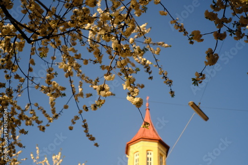 Blossoms in Sendling / Blüten in Sendling 3