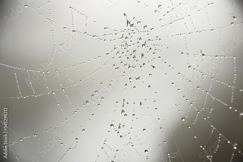 a spider web wet on a foggy day