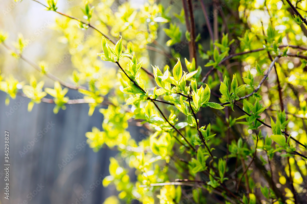 Summer green leaves on the branches
Summer green leaves on the branches