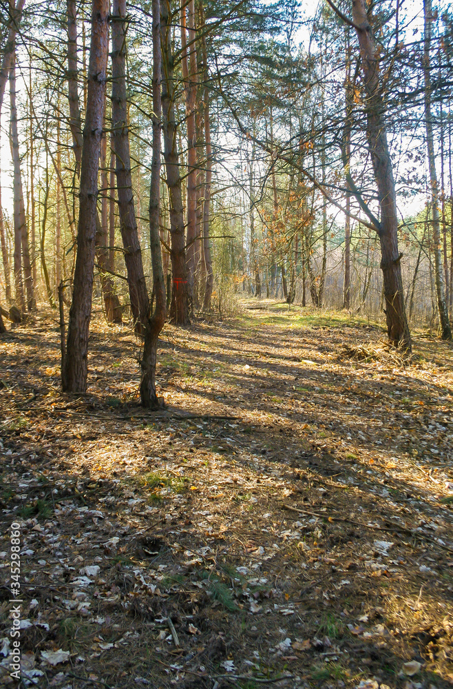 Forest in early spring background. natural environment in Poland. Trees in park.