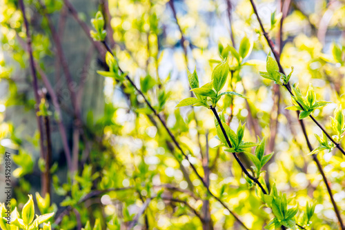  Summer green leaves on the branches