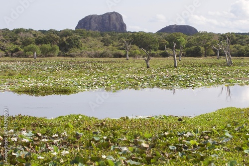 Obraz na płótnie Landscape of Yala National park, Sri Lanka