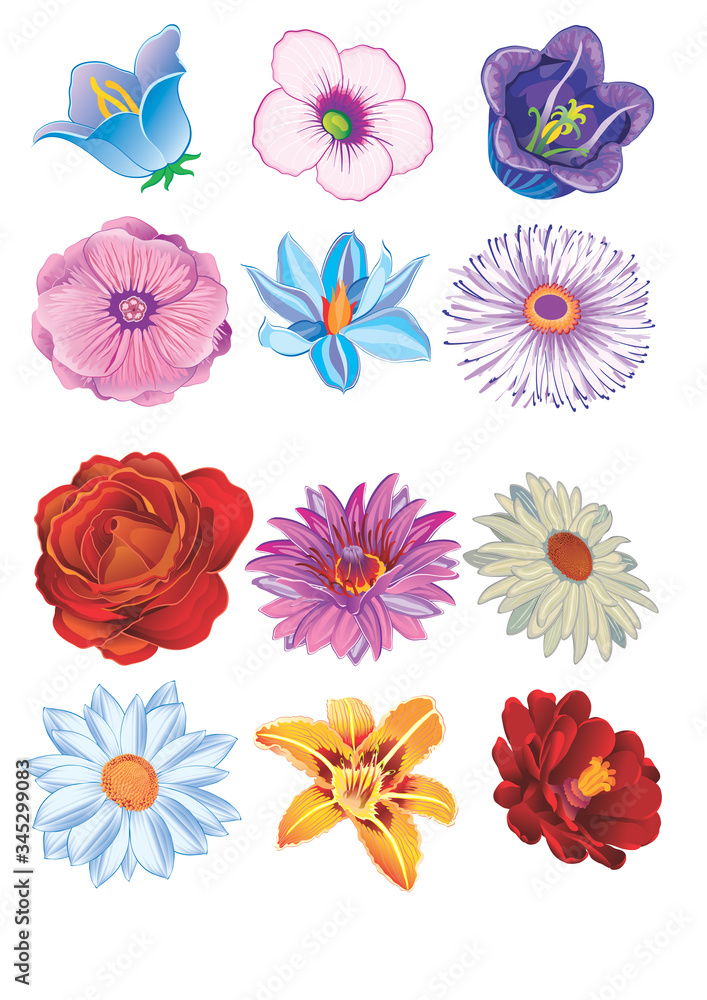 collection of colorful flowers for decoration, isolated object on a white background, vector illustration,